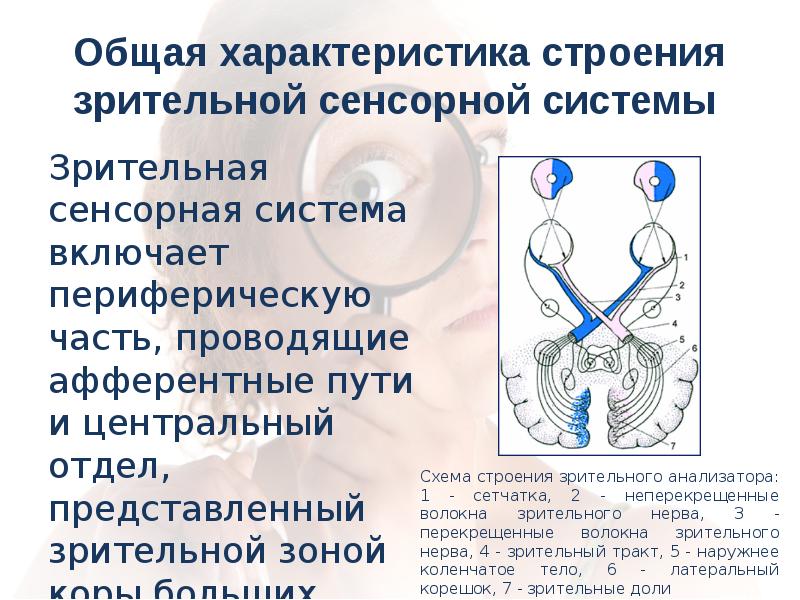 Презентация на тему зрительная сенсорная система