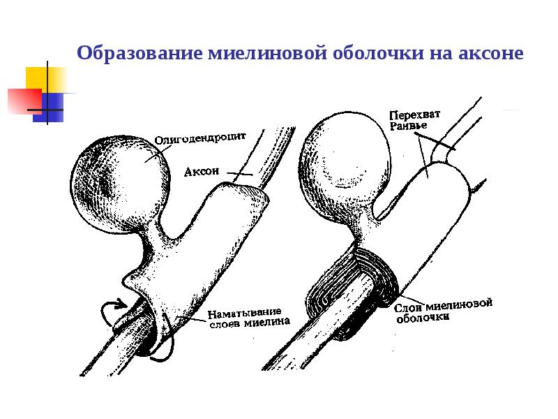 Образование миелиновой оболочки на аксоне - презентация, доклад, проект