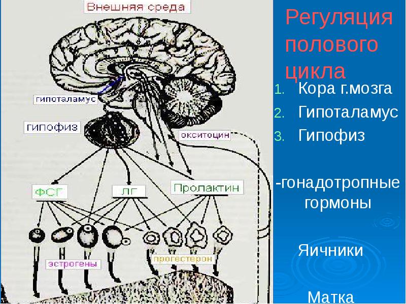 Гормоны гипоталамуса схема