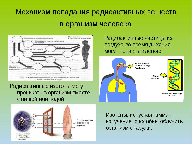 Презентация по теме биологическое действие радиации