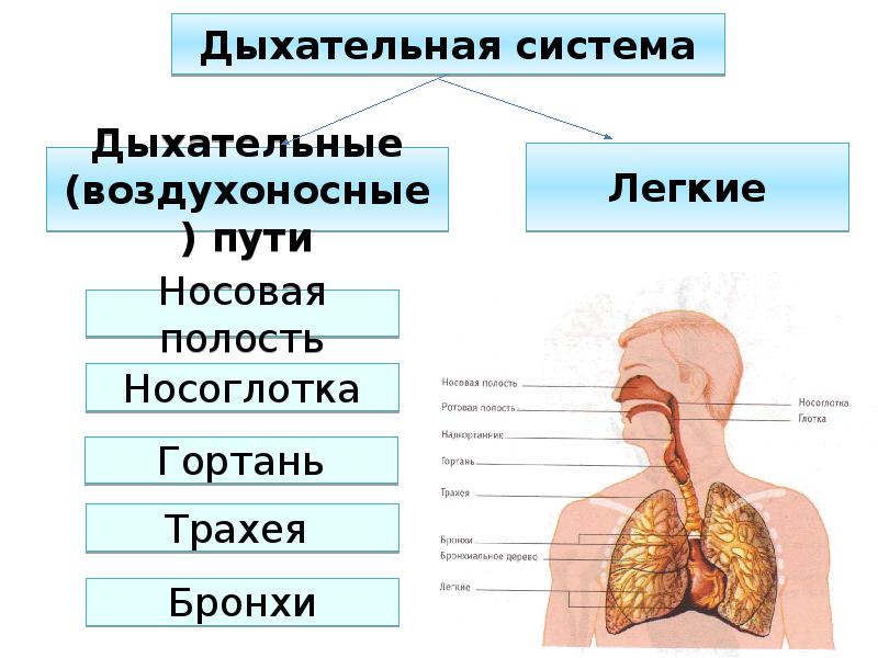 Биология тема дыхание