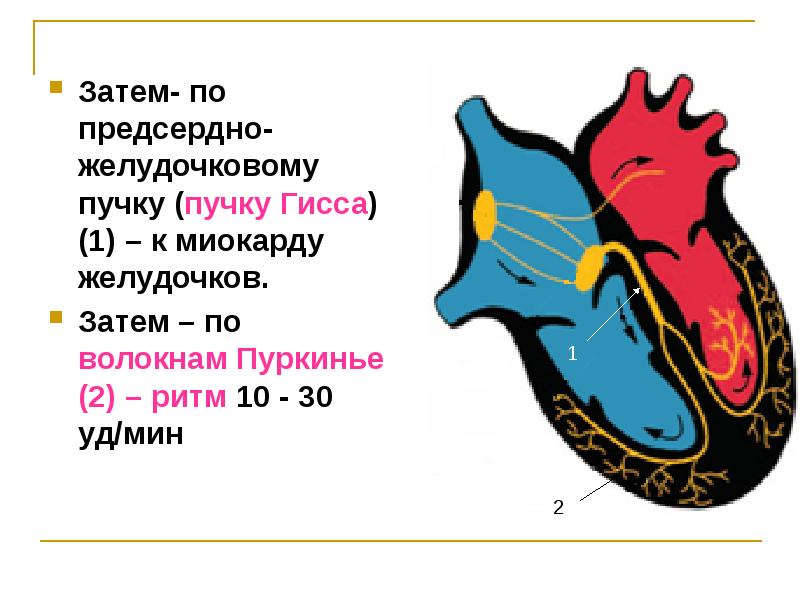 Затем n. Предсердно - желудочковая проводимость. Предсердно-желудочковое соединение. Ритм сердца физиология. Физиология сердечной деятельности презентация.