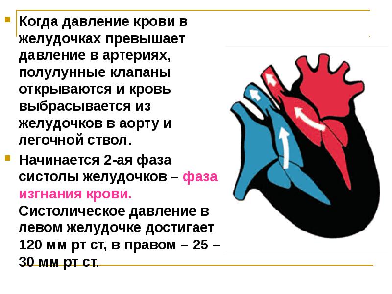 Какой цифрой на рисунке обозначен клапан между правым желудочком и легочной артерией