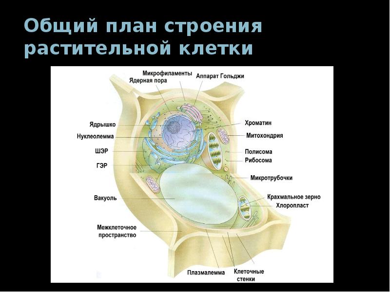 Общий план строения растительной клетки