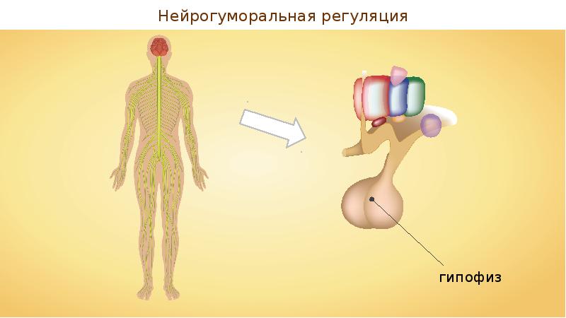 Гуморальная регуляция картинки для презентации