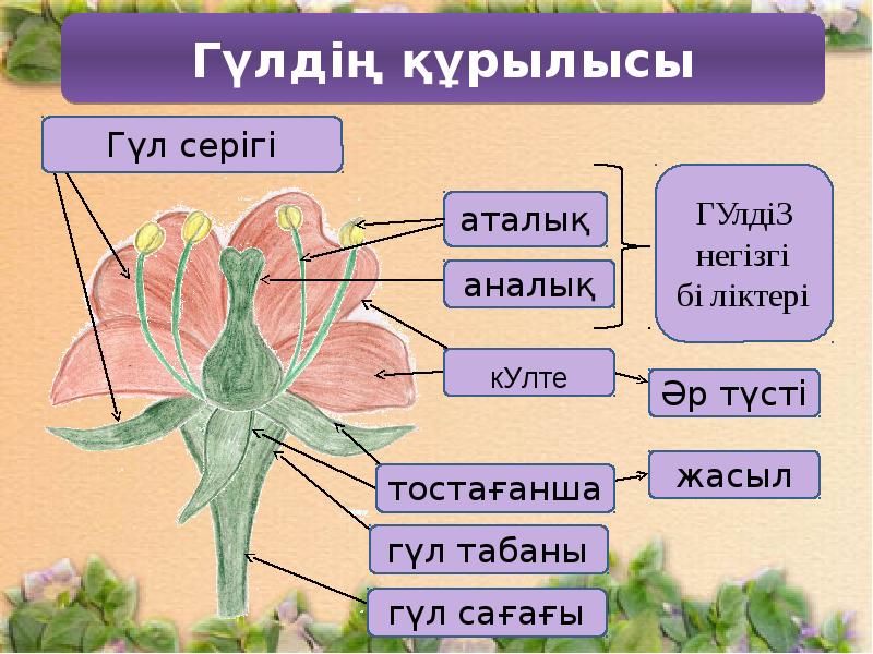 Гүлдің құрылысы презентация