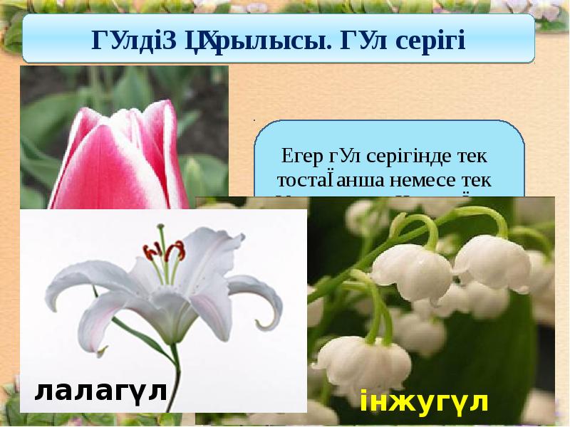 Гүлдің құрылысы презентация