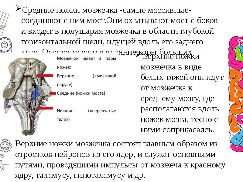 Средний мозжечок. Проводящие пути мозжечка. Мост средняя ножка мозжечка. Средние ножки мозжечка соединяют его с. Верхние ножки мозжечка пути.