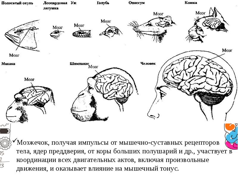 Мозг разных животных картинки