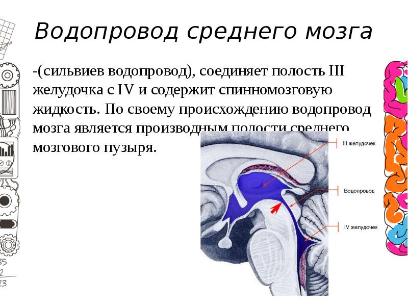 Желудочки среднего мозга. СИЛЬВИЕВ проток. Желудочки мозга и СИЛЬВИЕВ водопровод. Полость 3 мозгового желудочка. СИЛЬВИЕВ водопровод 4 желудочек.