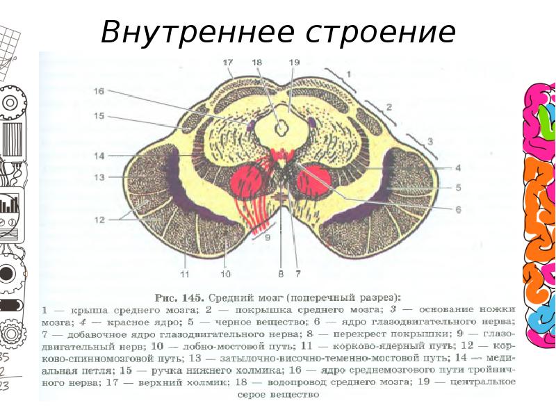 Внутреннее строение работа. Внутреннее строение. Мозг его внутр строение. Мост внутреннее строение серое вещество. Отделы головного мозга анатомия внутреннее строение вид сверху.