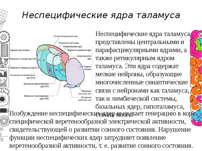 Головной мозг презентация