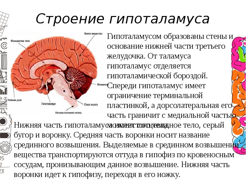 Гипоталамус презентация физиология