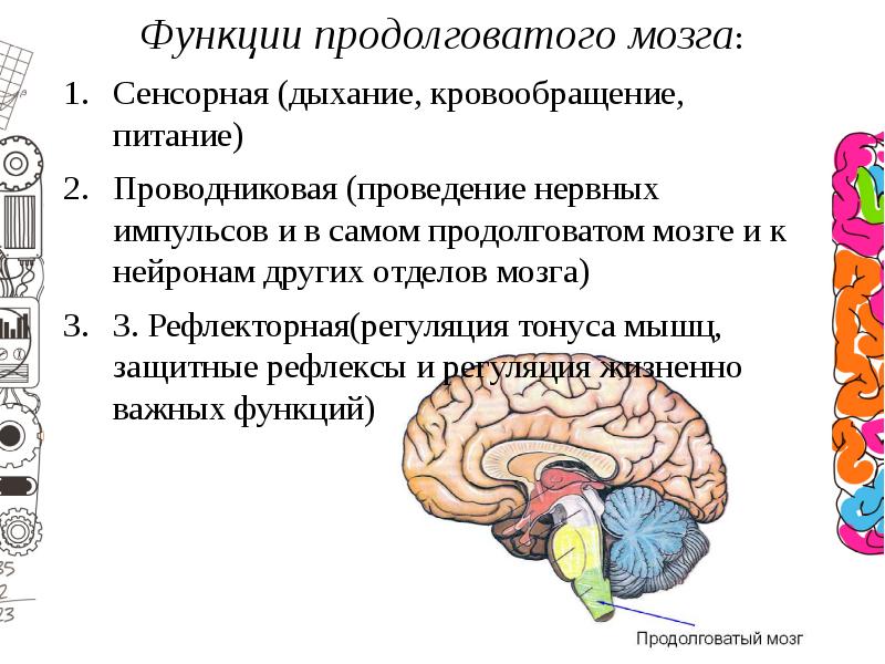 Проводниковый мозг. Продолговатый мозг функции кратко. Функции продолговатого отдела головного мозга. Отдел головного мозга рефлекторная функция. Продолговатый мозг положение строение функции.