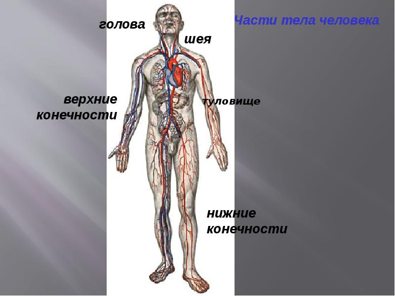 Презентация на тему анатомия как наука - 82 фото