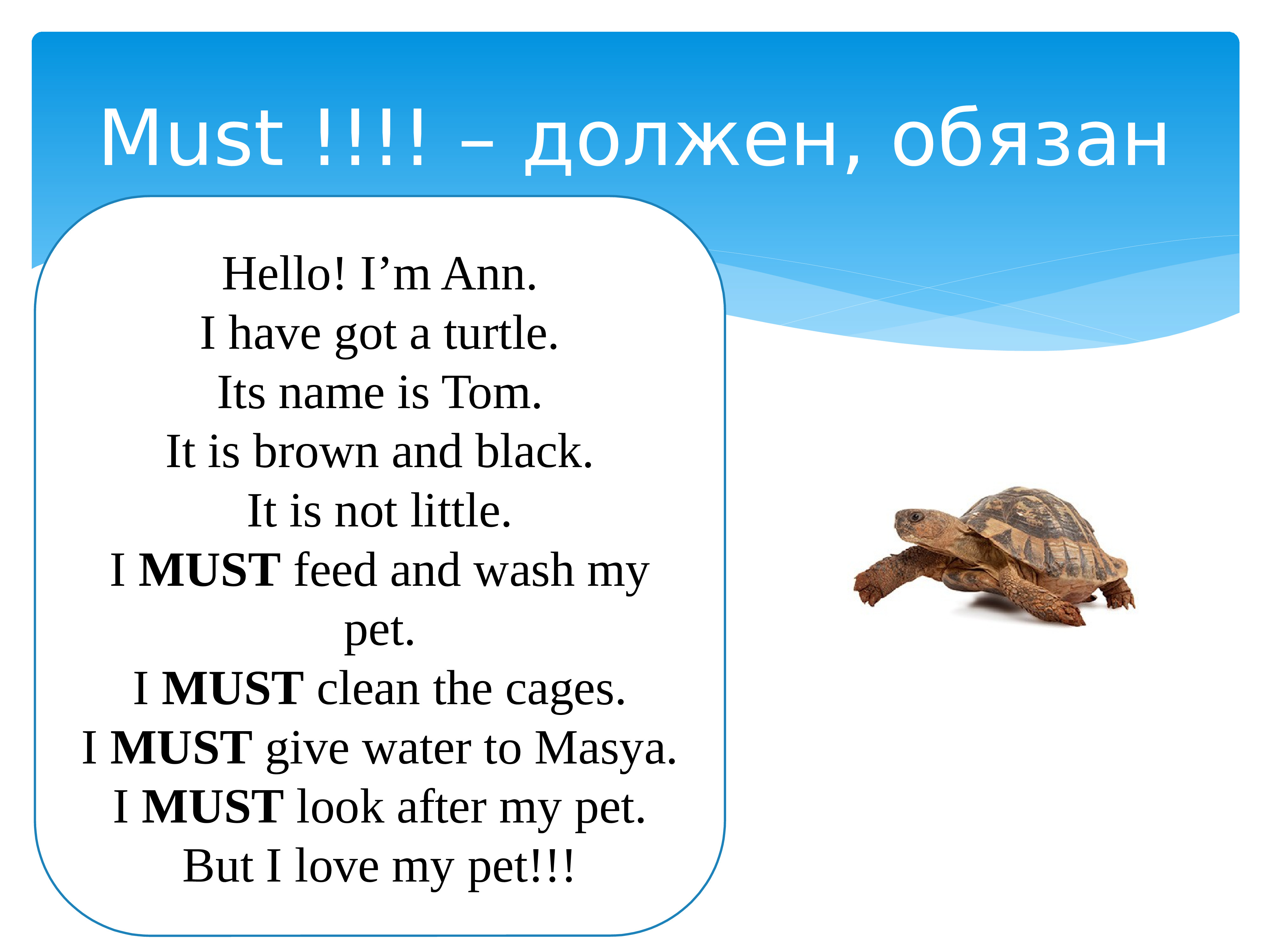 Name must. I have got a Tortoise. I have got its name is. It is Tom перевод. We have got a Turtle.