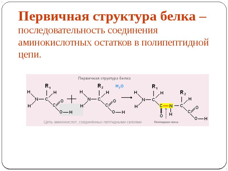 Методы определения первичной структуры белка. Структуры белка. В первичной структуре белка аминокислоты соединены. Аминокислотные последовательности белков. Закономерности первичной структуры белка.