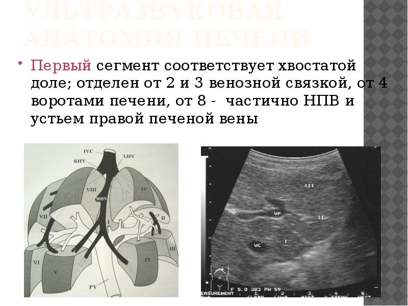 Сегменты печени по узи схема