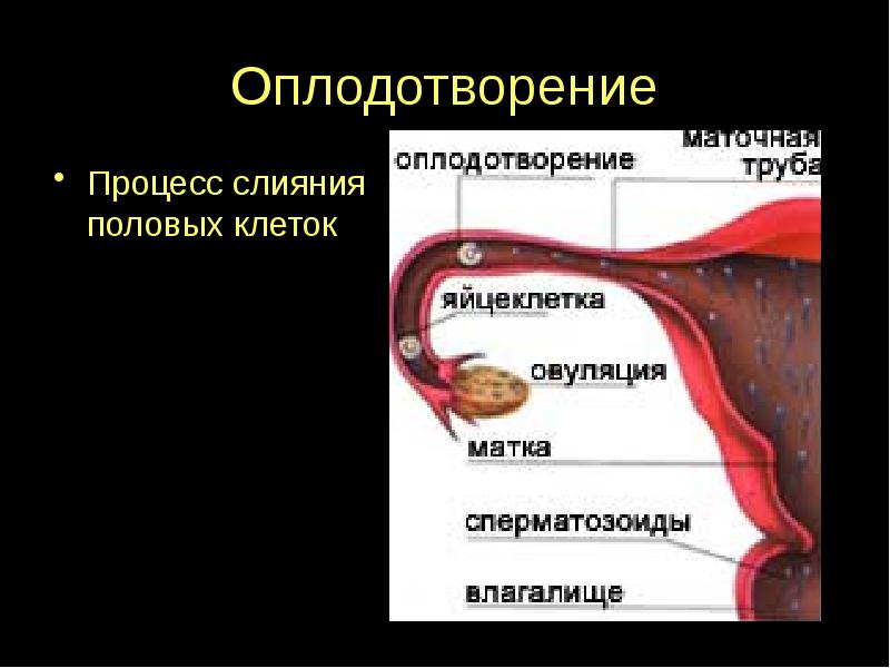 Сколько Живет Сперма Во Влагалище