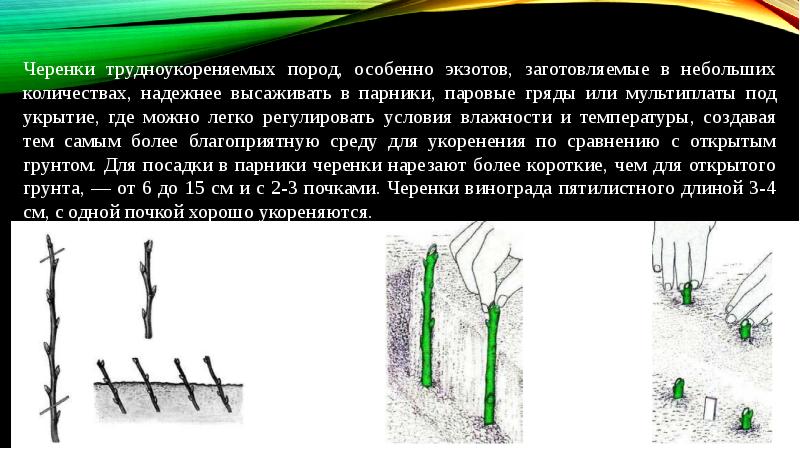 Проект питомника с закрытой корневой системой