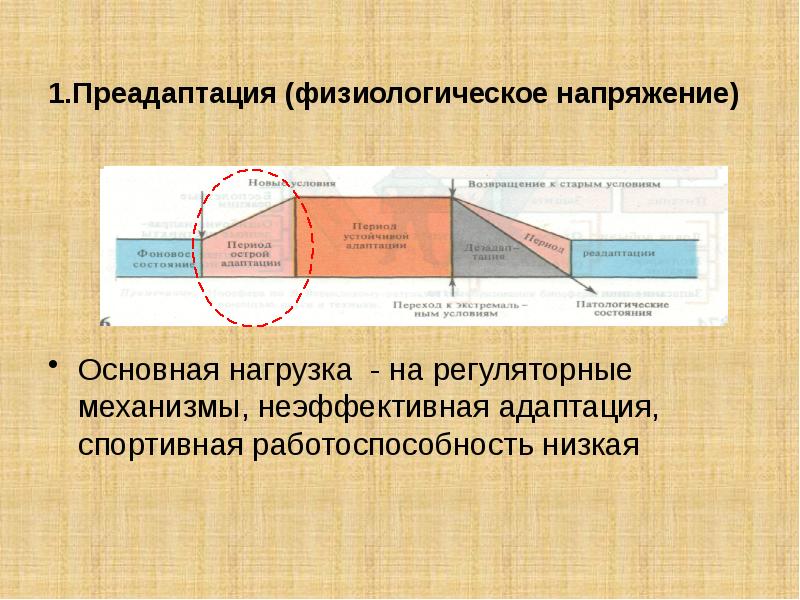 Презентация на тему адаптации человеческого организма к физическим нагрузкам