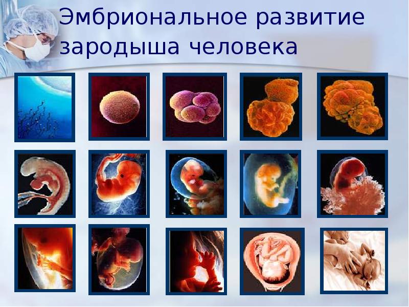 Онтогенез картинки для презентации