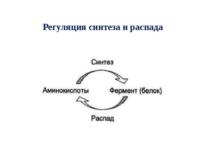 Регуляция синтеза. Схема регуляции биосинтеза ферментов. Таблица Синтез и распад. Процессы синтеза и распада это. Процессы синтеза и распада это в биологии.