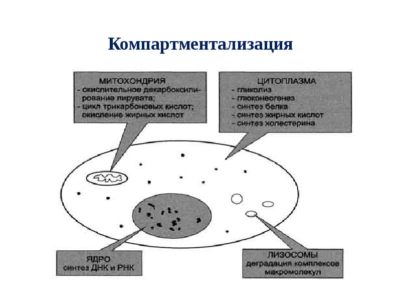 Компартментализация клетки презентация