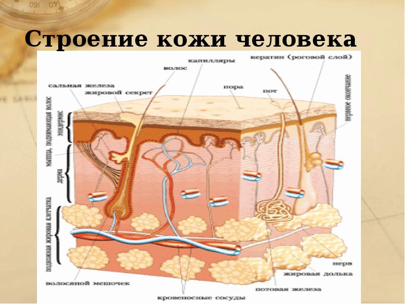 Анатомия кожи и ее производных