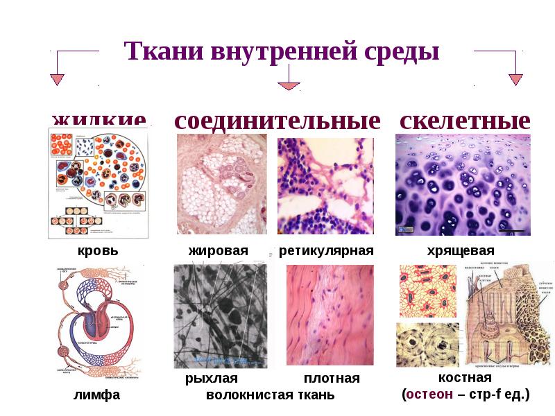 Ткань внутренних органов. Развитие тканей внутренней среды гистология. Скелетные ткани внутренней среды. Ткани внутренней среды человека таблица. Дифферон тканей внутренней среды.