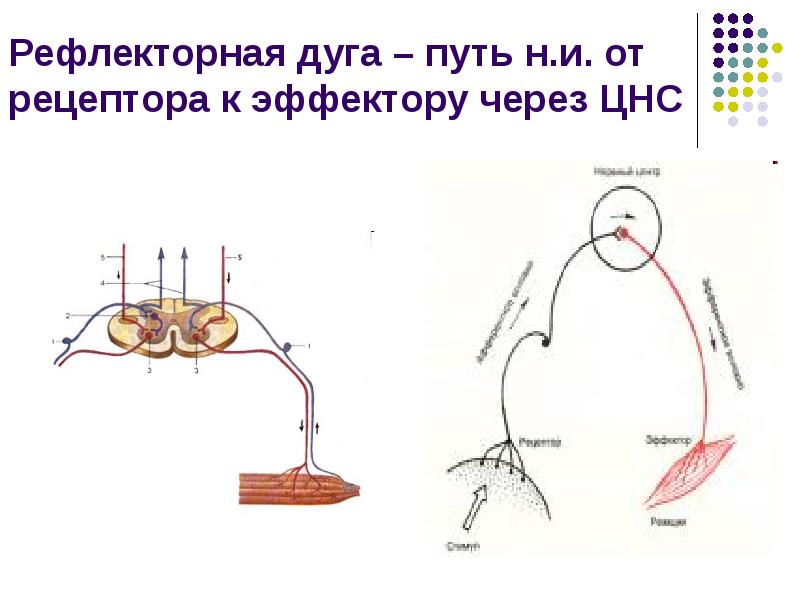 Рефлекторная дуга презентация 8 класс биология