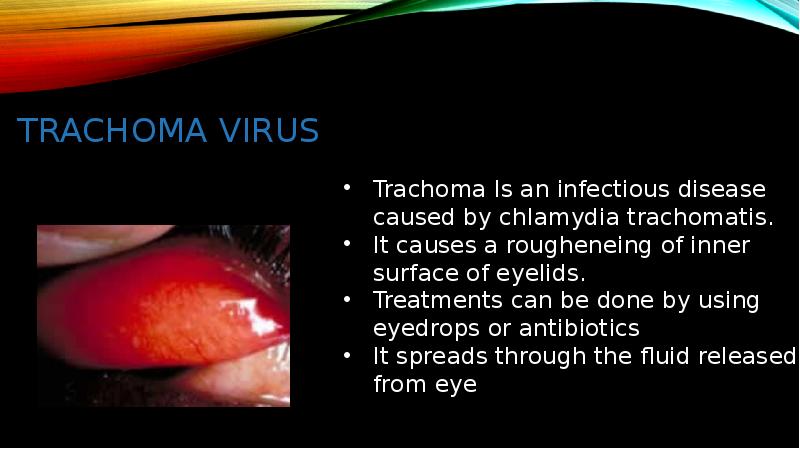TRACHOMA virus TRACHOMA virus