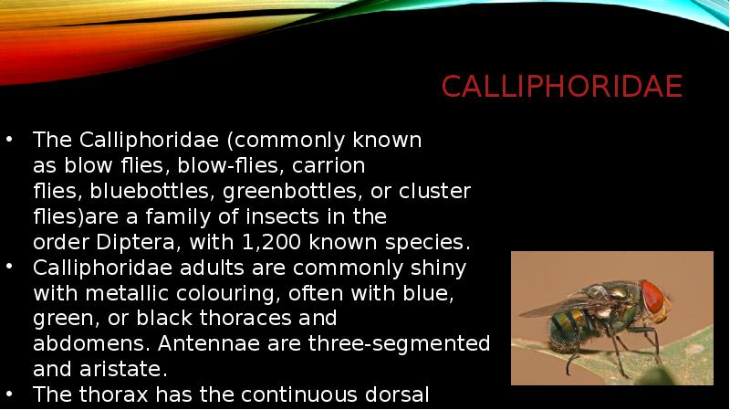Calliphoridae Calliphoridae