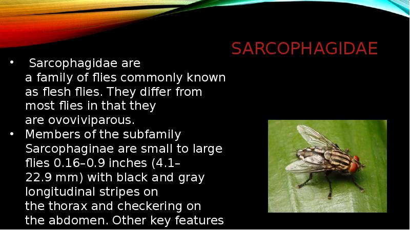 Sarcophagidae Sarcophagidae