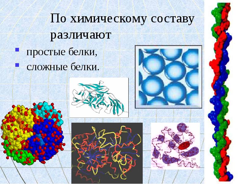 Сложные белки презентация