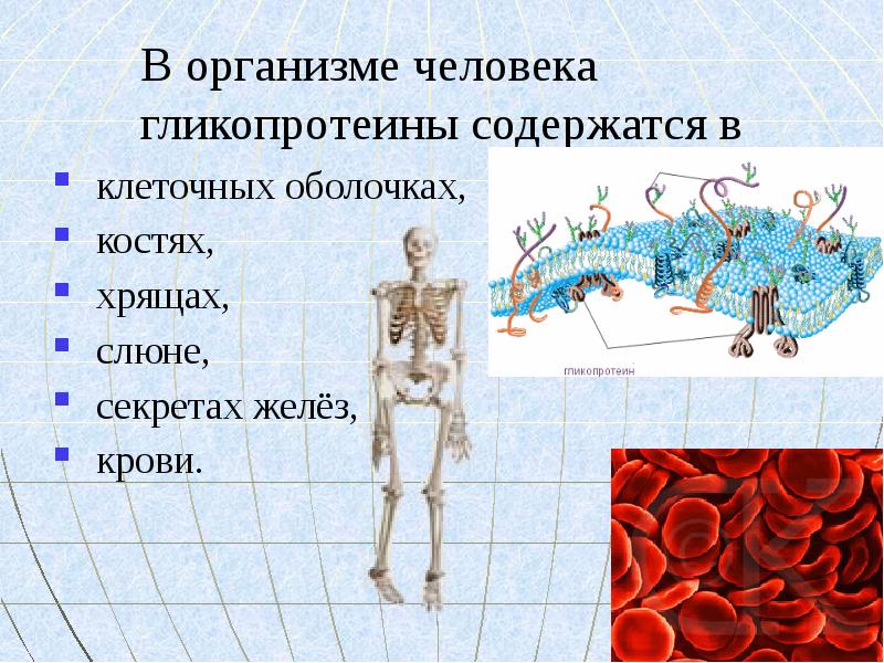 Хрящи в организме человека. Сколько клеток в человеческом организме. Гликопротеины в костях. Хрящи в человеческом теле.