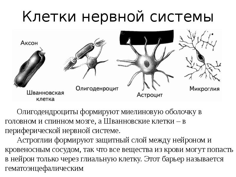 Есть ли нервные. Элементы нервной клетки. Структурно-функциональный элемент нервной системы. Клетки нервной системы и их функции. Основные клеточные элементы нервной системы.