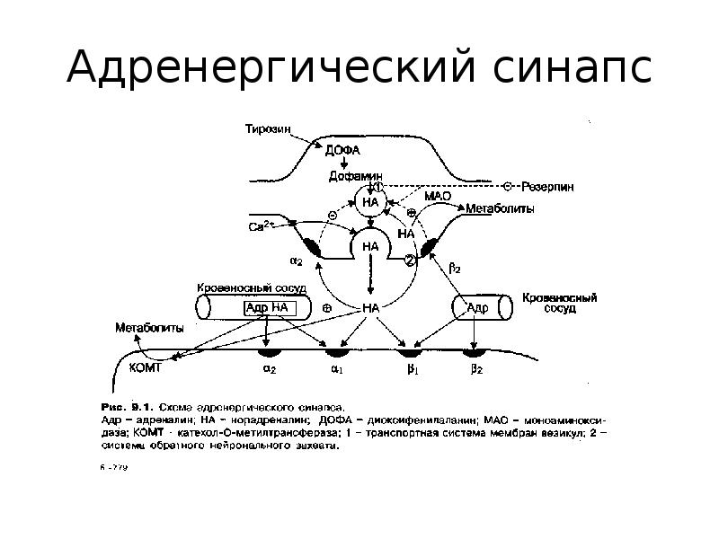 Холинергические синапсы фармакология презентация