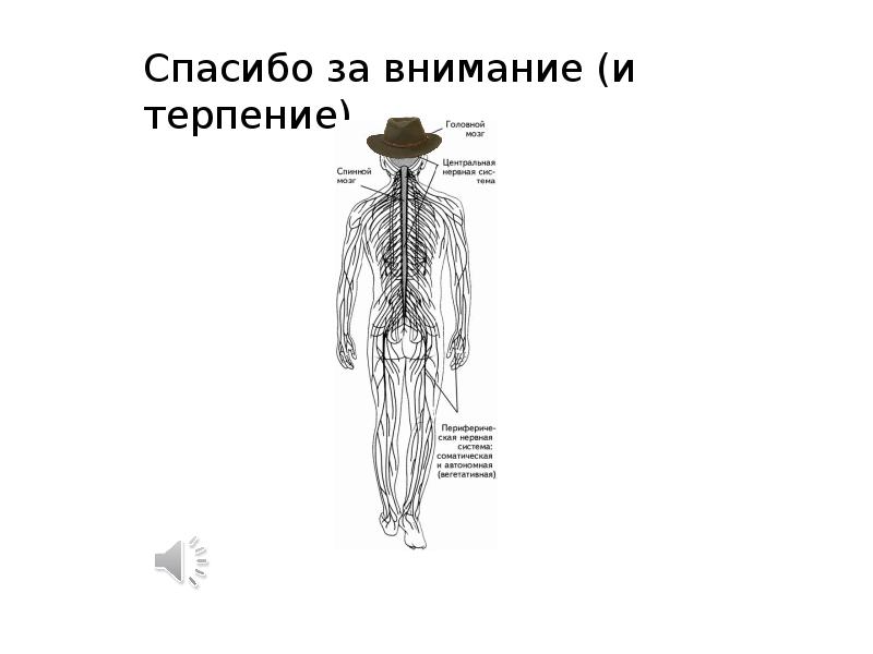 Спасибо за внимание для презентации по анатомии