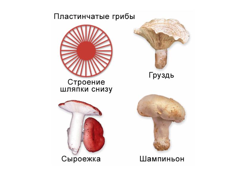 Грибы пластинчатые и трубчатые схема