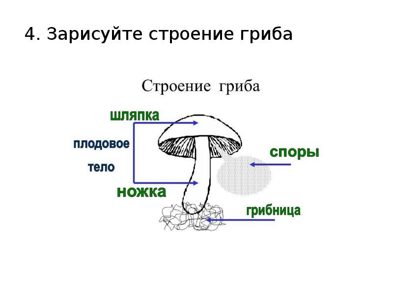 Шляпочные грибы рисунок с подписями