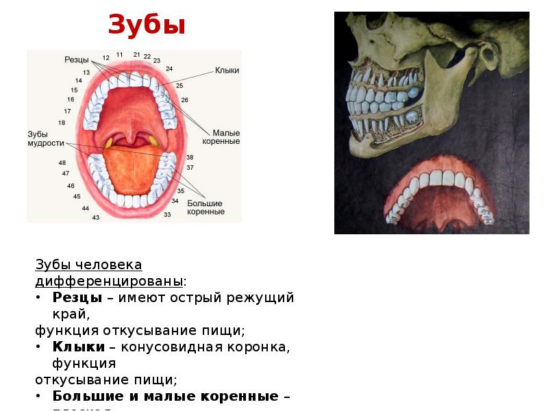 Функции зубов клыки резцы. Зубы человека дифференцированы. Дифференцированные зубы. Зубная система млекопитающих. Строение зубов хищных млекопитающих.
