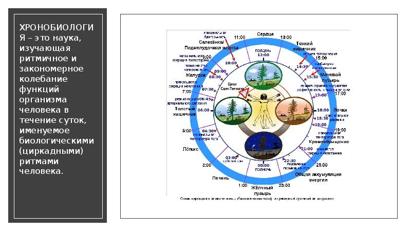 Схема циркадного ритма человека биологические часы и примерный суточный ритм органов