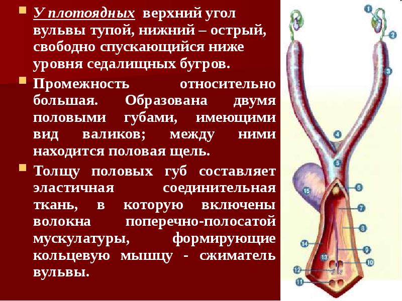 У плотоядных верхний угол вульвы тупой, нижний – острый, свободно спускающийся