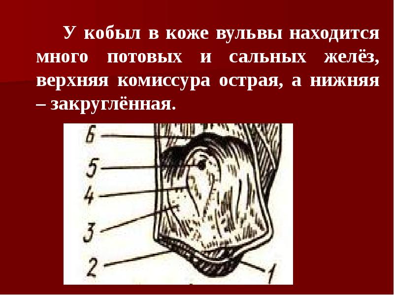 У кобыл в коже вульвы находится много потовых и сальных желёз,