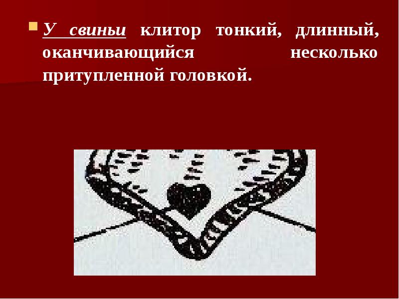 У свиньи клитор тонкий, длинный, оканчивающийся несколько притупленной головкой. У свиньи
