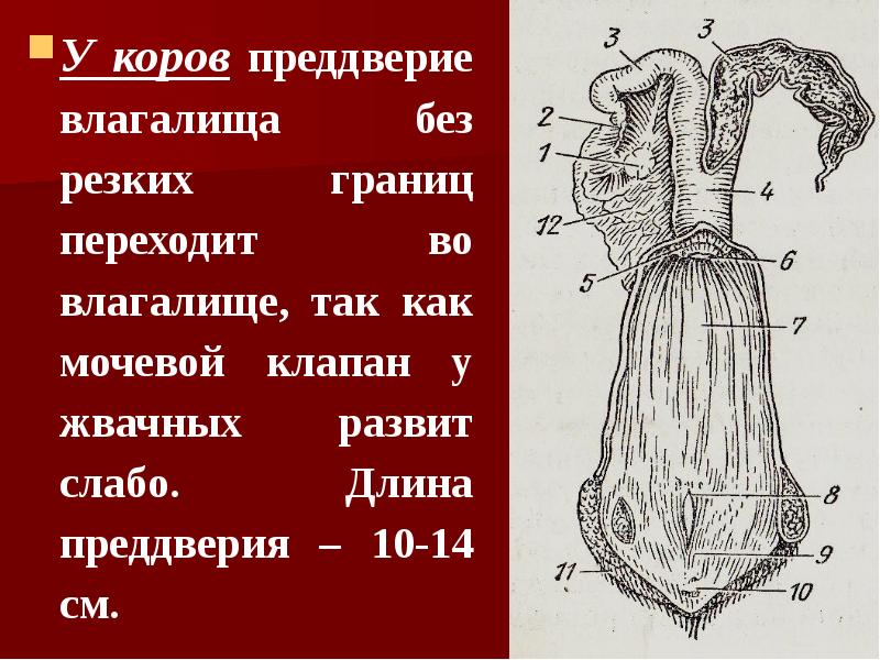 Кобыла вагина 