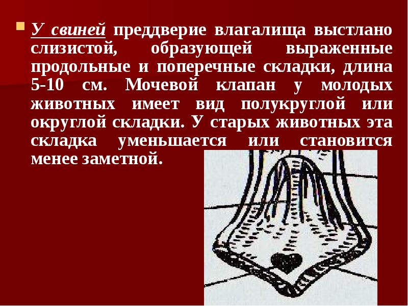 У свиней преддверие влагалища выстлано слизистой, образующей выраженные продольные и поперечные