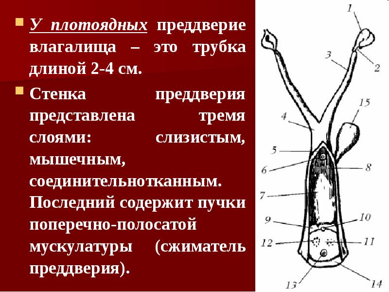 У плотоядных преддверие влагалища – это трубка длиной 2-4 см. У