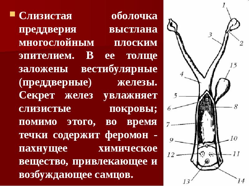 Слизистая оболочка преддверия выстлана многослойным плоским эпителием. В ее толще заложены